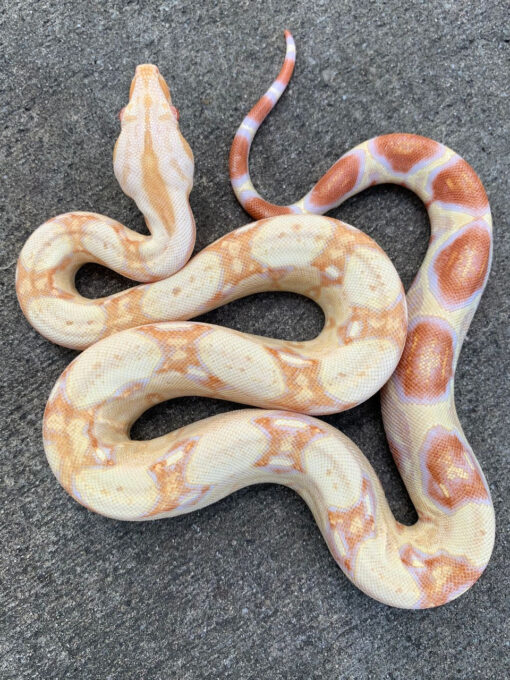 Albino Boa Constrictor