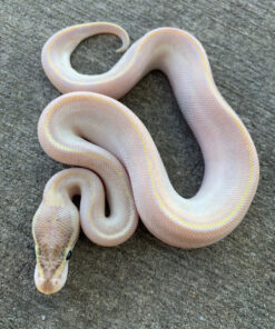 Pastel Ball Pythons for sale