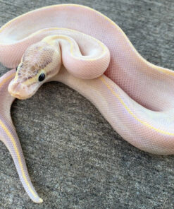 Pastel Ball Pythons for sale