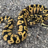 Pastel Yellow Belly Ball Python 