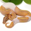 Baby Banana Pied Ball Python