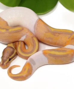 Baby Banana Pied Ball Python